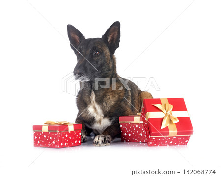 malinois in studio malinois in studio 132068774