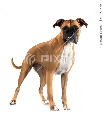 boxer in studio 132068776