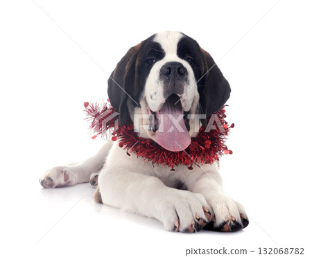 puppy saint bernard in studio 132068782