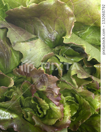 batavia salad in studio 132068792