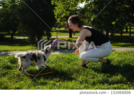 Smiling woman playing with red merle Border Collie puppy tugging on a purple ball toy in the park on a sunny day 132068806