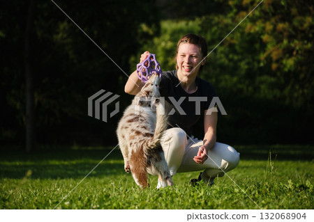 Young woman and red merle Border Collie puppy play tug of war with purple toy on grass, happy and playful bonding outdoors 132068904