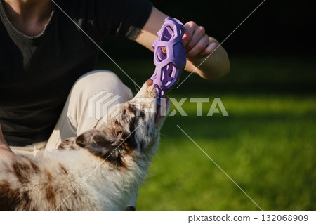 Red merle Border Collie puppy plays tug of war with female owner, pulling a purple toy ball outdoors on green grass. Close view portrait of dog in motion Red merle Border Collie puppy plays tug of war with female owner, pulling a purple toy ball outdoors on green grass. Close view portrait of dog in motion 132068909