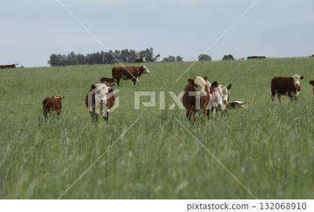Cattle raising with natural pastures in Pampas countryside, La Pampa Province,Patagonia, Argentina. Cattle raising with natural pastures in Pampas countryside, La Pampa Province,Patagonia, Argentina. 132068910