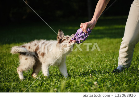Red merle Border Collie puppy plays tug of war with female owner, pulling a purple toy ball outdoors on green grass. Close view portrait of dog in motion 132068920