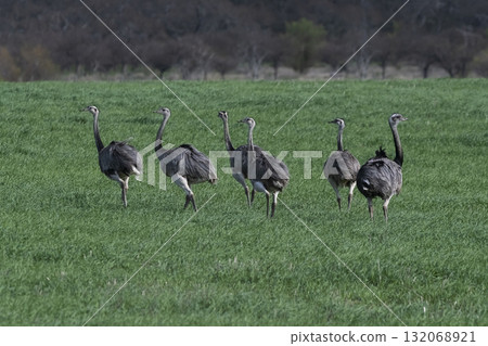 Greater Rhea, Rhea americana, in Pampas coutryside environment, La Pampa province, ,Brazil. Greater Rhea, Rhea americana, in Pampas coutryside environment, La Pampa province, ,Brazil. 132068921