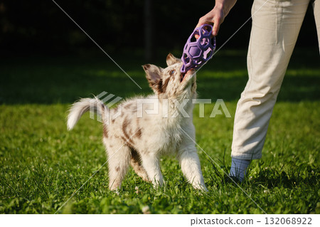 Red merle Border Collie puppy plays tug of war with female owner, pulling a purple toy ball outdoors on green grass. Close view portrait of dog in motion 132068922