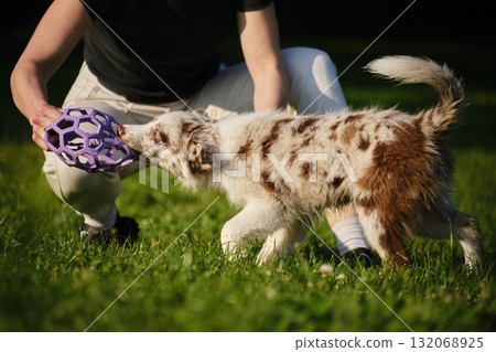 Red merle Border Collie puppy plays tug of war with female owner, pulling a purple toy ball outdoors on green grass. Close view portrait of dog in motion 132068925
