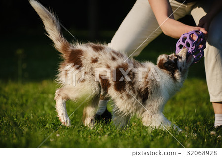 Red merle Border Collie puppy plays tug of war with female owner, pulling a purple toy ball outdoors on green grass. Close view portrait of dog in motion 132068928
