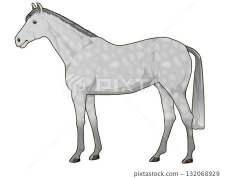 灰馬(純種馬) 灰馬(純種馬) 132068929