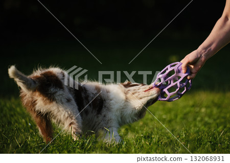 Red merle Border Collie puppy plays tug of war with female owner, pulling a purple toy ball outdoors on green grass. Close view portrait of dog in motion 132068931