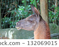 Llama 132069015
