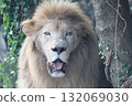 White Lion 132069030