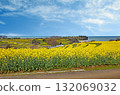 Rape blossoms at Nagasakibana Sunflower Field Observatory 132069032