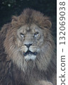 lion 132069038