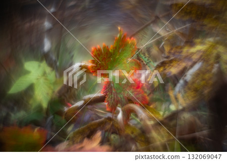 Autumn forest plants with soft focus and watercolor bokeh 132069047