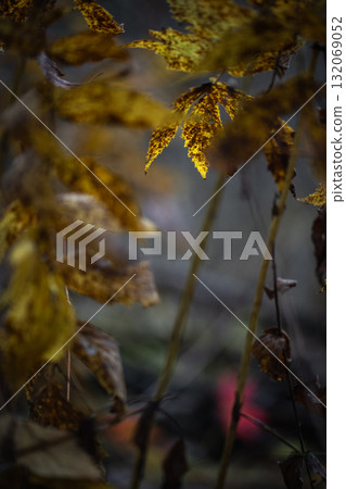 Autumn forest plants with soft focus and watercolor bokeh. Bright reddish leaves in the forest Autumn forest plants with soft focus and watercolor bokeh. Bright reddish leaves in the forest 132069052