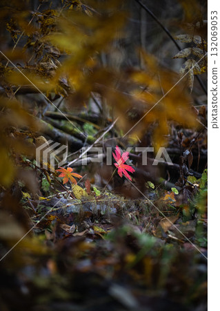 Autumn forest plants with soft focus and watercolor bokeh. Bright reddish leaves in the forest 132069053