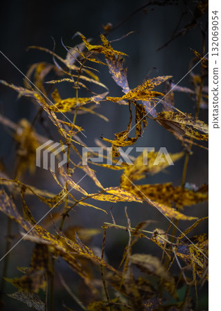 Autumn forest plants with soft focus and watercolor bokeh. Bright reddish leaves in the forest Autumn forest plants with soft focus and watercolor bokeh. Bright reddish leaves in the forest 132069054