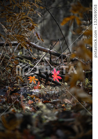 Autumn forest plants with watercolor bokeh. Bright reddish leaves in the forest Autumn forest plants with watercolor bokeh. Bright reddish leaves in the forest 132069058