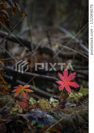 Autumn forest plants with watercolor bokeh. Bright reddish leaves in the forest Autumn forest plants with watercolor bokeh. Bright reddish leaves in the forest 132069076