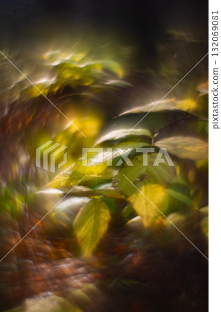 Autumn forest plants with soft focus and watercolor bokeh Autumn forest plants with soft focus and watercolor bokeh 132069081