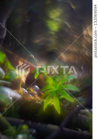 Autumn forest plants with soft focus and watercolor bokeh Autumn forest plants with soft focus and watercolor bokeh 132069094