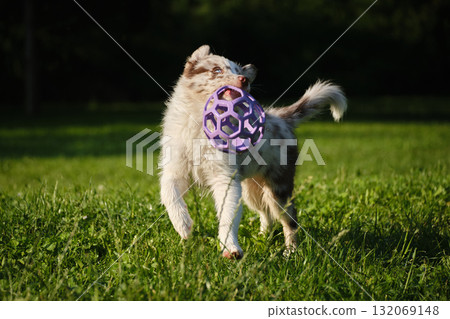 Red merle Border Collie puppy runs on grass with a purple toy ball in mouth, joyful play in sunlight 132069148