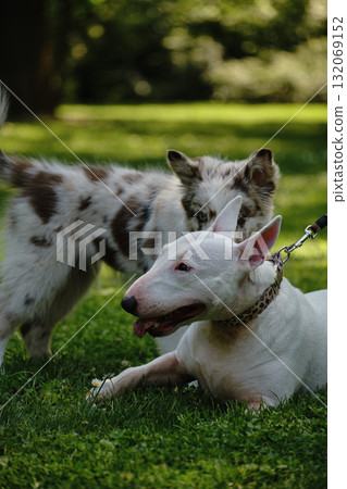 Red merle Border Collie puppy and white Bull Terrier interact on green grass, playful meeting of two dogs outdoors 132069152