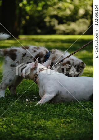 Red merle Border Collie puppy and white Bull Terrier interact on green grass, playful meeting of two dogs outdoors Red merle Border Collie puppy and white Bull Terrier interact on green grass, playful meeting of two dogs outdoors 132069154