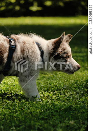 Red merle Border Collie puppy in harness explores the grass, focused and curious during outdoor walk. Side view portrait 132069155