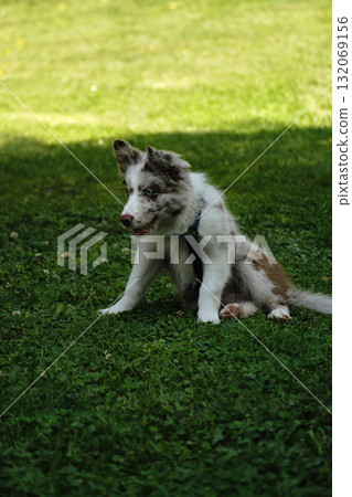 Red merle Border Collie puppy sits on grass, looking curious and playful, enjoying nature in the park 132069156