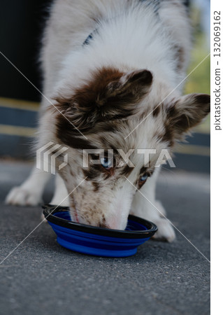 Red merle Border Collie puppy drinks water from blue bowl on pavement, refreshing during outdoor walk 132069162