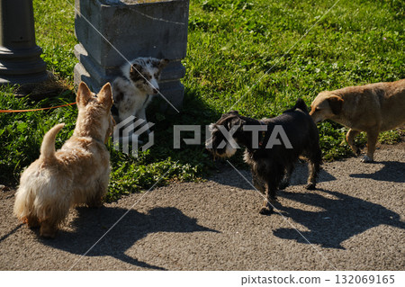 Red merle Border Collie puppy meets three other dogs on pavement, a playful social gathering with curious expressions 132069165