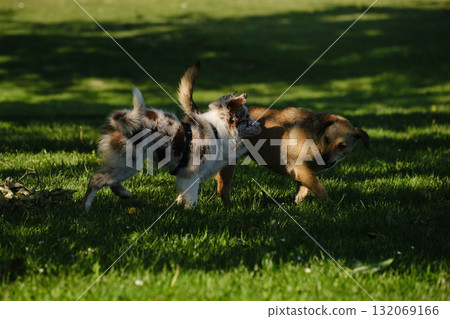 Red merle Border Collie puppy meets a brown mongrel dog on green grass, friendly interaction and playful curiosity outdoors Red merle Border Collie puppy meets a brown mongrel dog on green grass, friendly interaction and playful curiosity outdoors 132069166