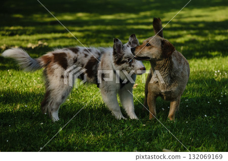 Red merle Border Collie puppy meets a brown mongrel dog on green grass, friendly interaction and playful curiosity outdoors 132069169