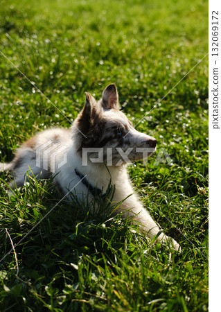 Red merle Border Collie puppy lies in grass, looking to the side, enjoying the sun and nature during outdoor playtime 132069172