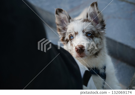 Border Collie puppy with blue eyes looks up with curiosity, wearing a harness, close-up portrait with blurred background 132069174
