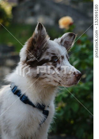 Border Collie puppy with striking blue eyes looks up curiously, wearing a harness, with flowers softly blurred behind 132069180