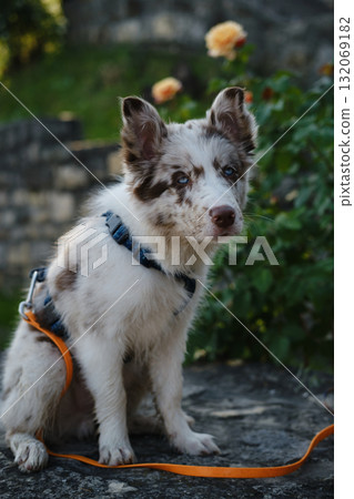 Cute Border Collie puppy with blue eyes sits on stone, wearing a harness, with flowers blooming in the background 132069182