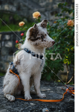 Cute Border Collie puppy with blue eyes sits on stone, wearing a harness, with flowers blooming in the background 132069183