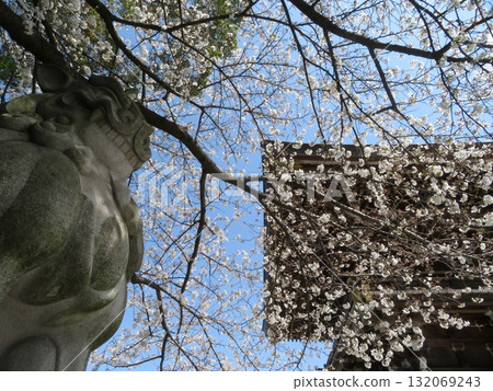 神奈川縣寒川町寒川神社 132069243