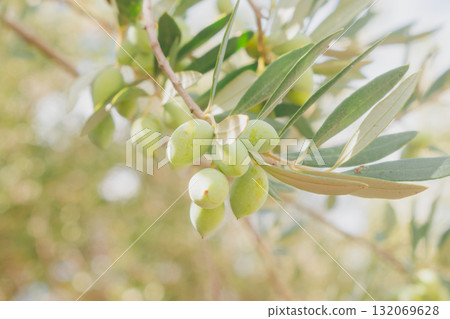 Cluster of green olives on branch in Mediterranean sunlight. 132069628