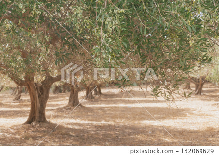 Olive grove with green olives on sunny day in Mediterranean landscape. 132069629