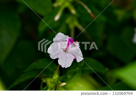 White Oshiribana White Oshiribana 132069704