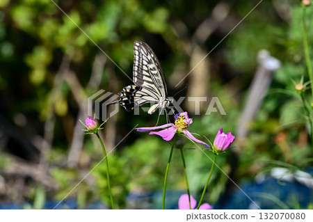 Swallowtail butterfly  Swallowtail butterfly  132070080