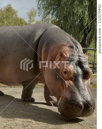Meet the hippopotamus 132070402