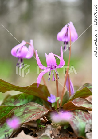 Dogtooth violets in Hida Historical Village (Niigata Prefecture) 132070610
