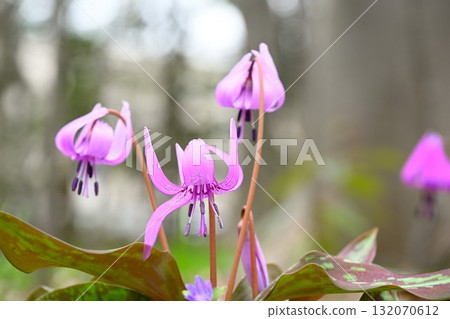 Dogtooth violets in Hida Historical Village (Niigata Prefecture) 132070612