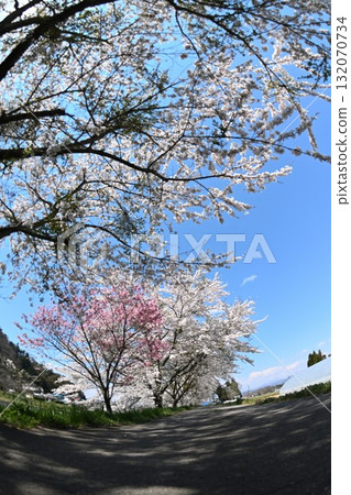 船津川沿岸的櫻花樹（福島縣） 132070734